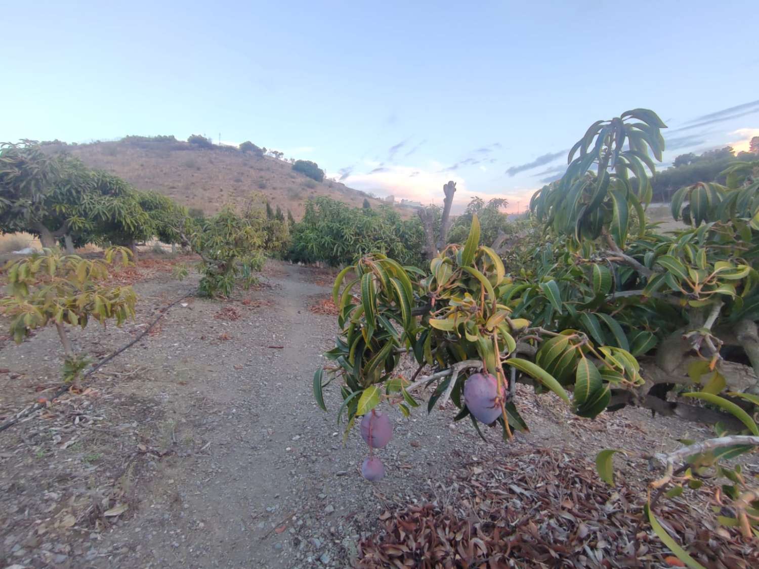 Vélez-Málaga. A vendre, maison de campagne aux caractéristiques exceptionnelles :