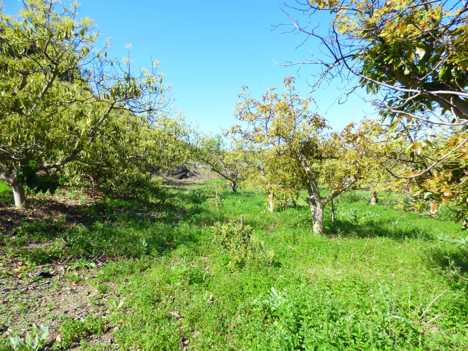 Upea maalaismainen finca myytävänä Arroyo Cabrillasissa, Vélez Málagassa