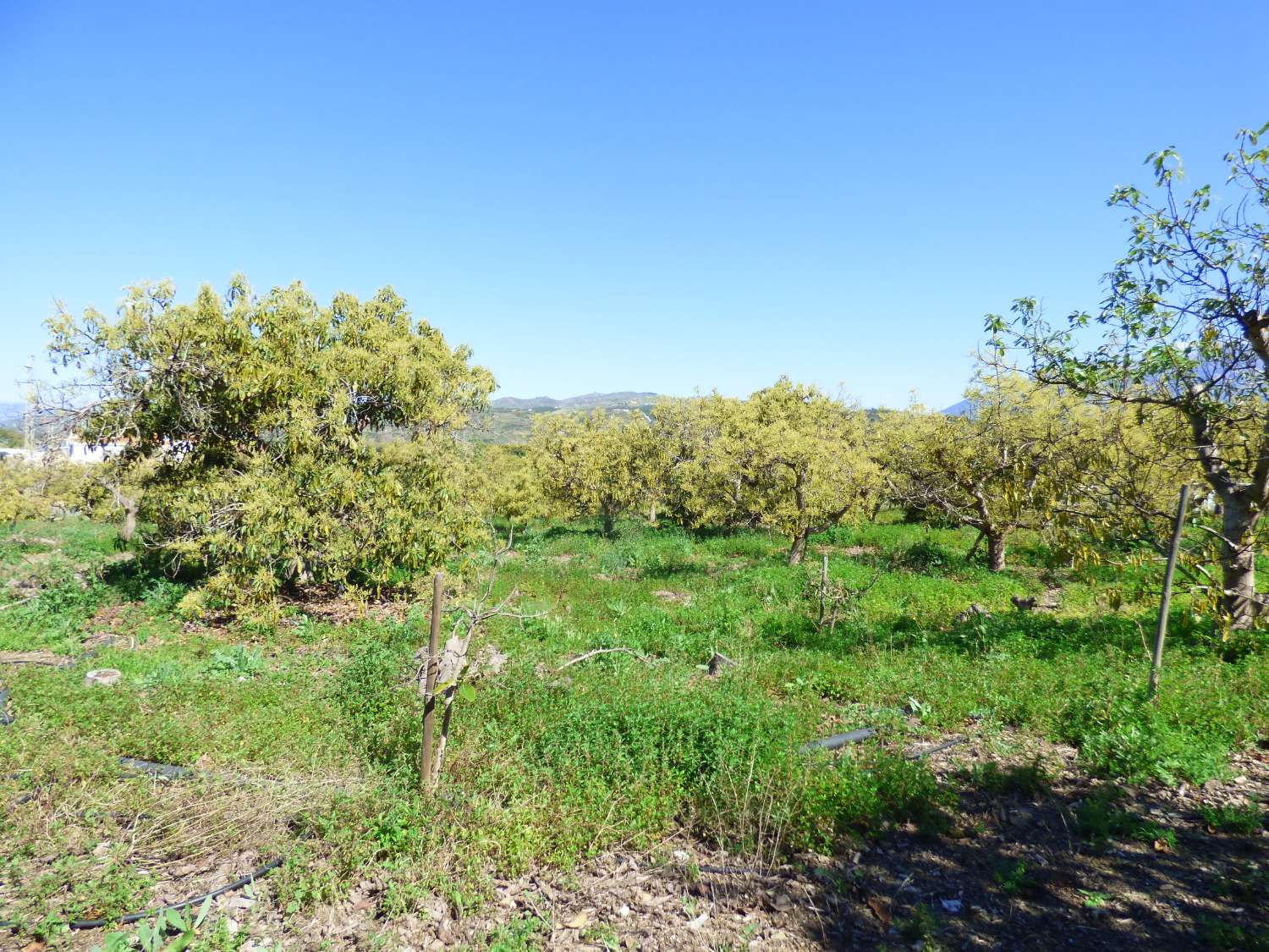 Upea maalaismainen finca myytävänä Arroyo Cabrillasissa, Vélez Málagassa