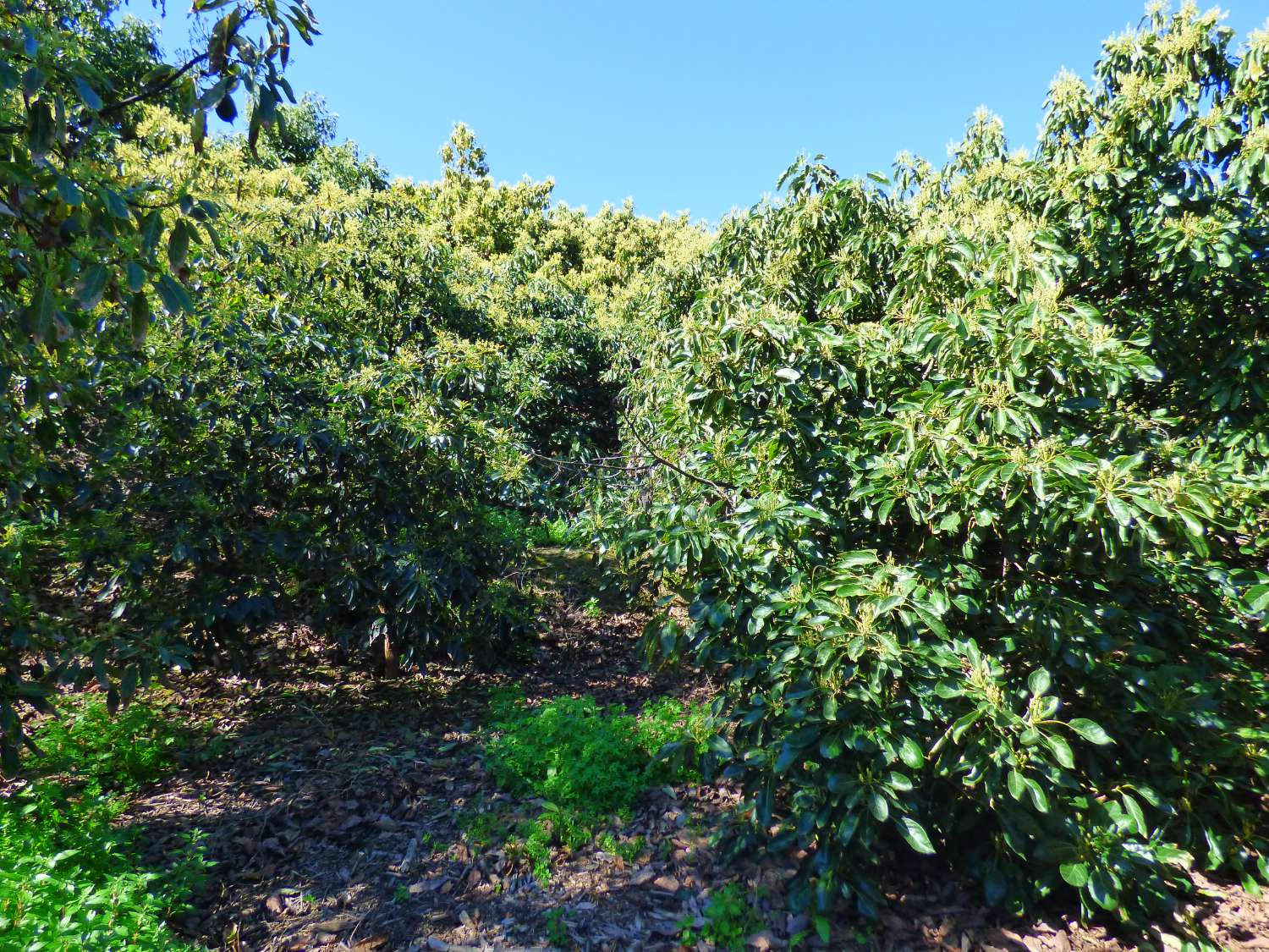 Upea maalaismainen finca myytävänä Arroyo Cabrillasissa, Vélez Málagassa
