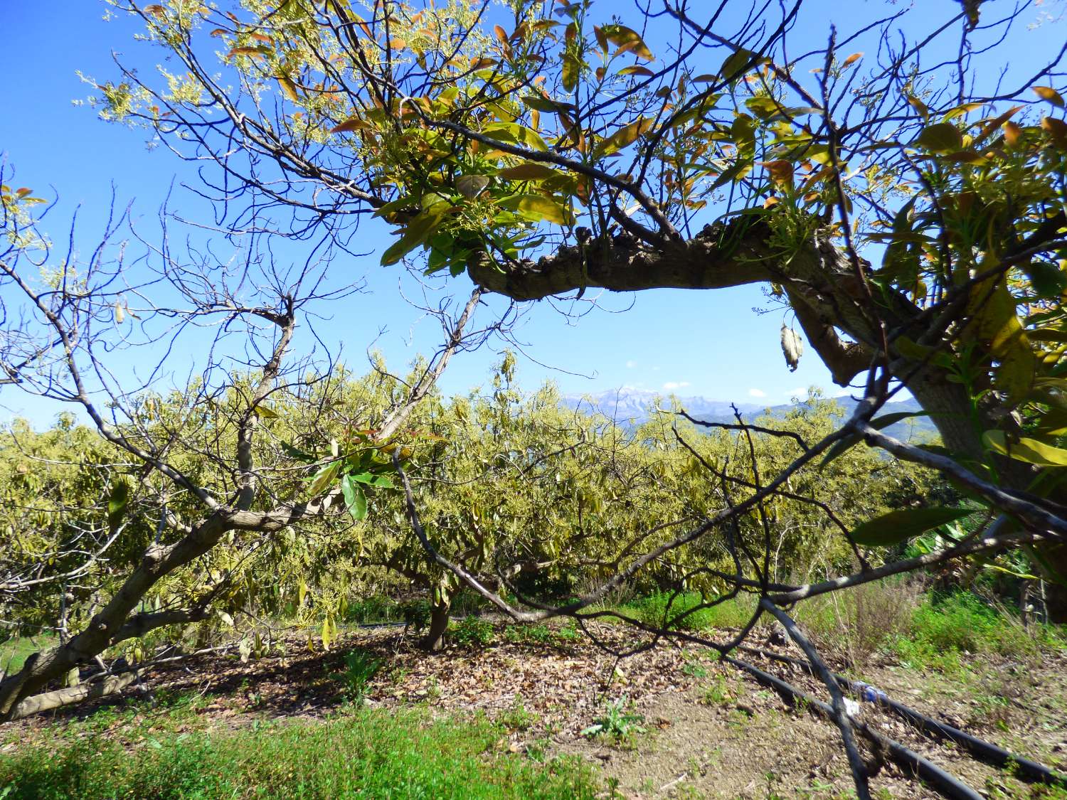 Upea maalaismainen finca myytävänä Arroyo Cabrillasissa, Vélez Málagassa