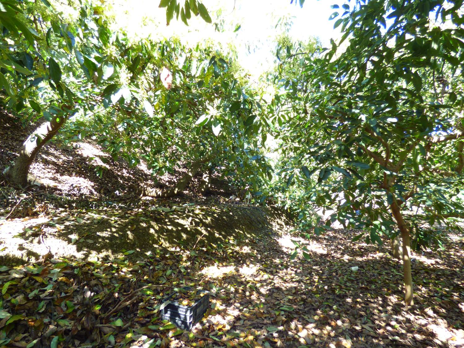 Upea maalaismainen finca myytävänä Arroyo Cabrillasissa, Vélez Málagassa