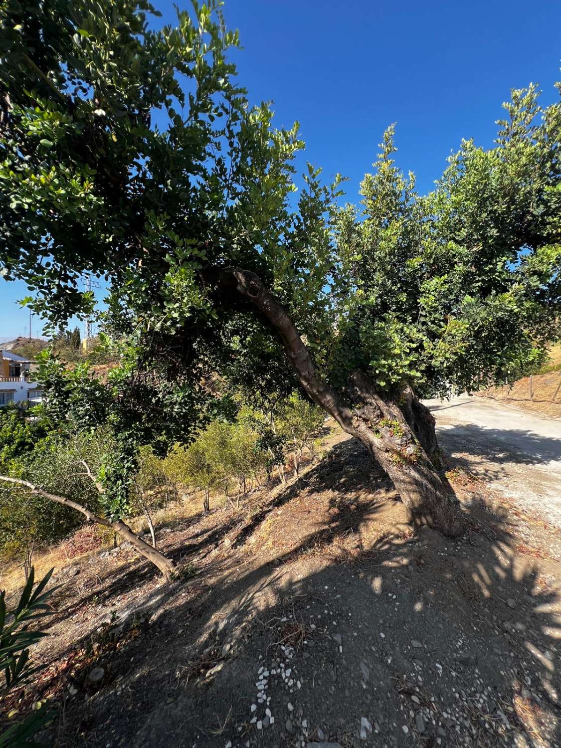 Magnifik villa till salu i La Pequeña Axarquía, Viñuela