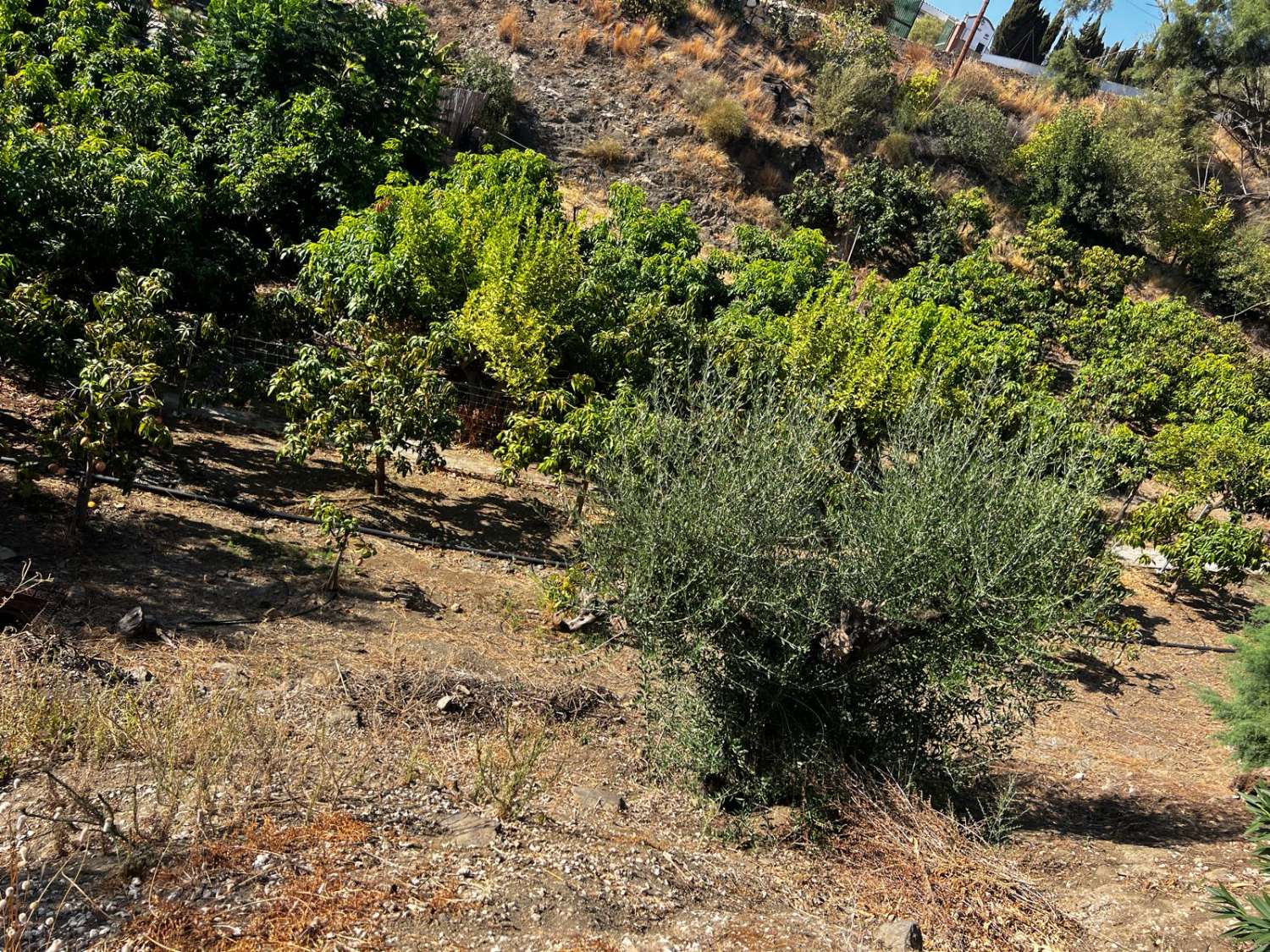 Magnifik villa till salu i La Pequeña Axarquía, Viñuela