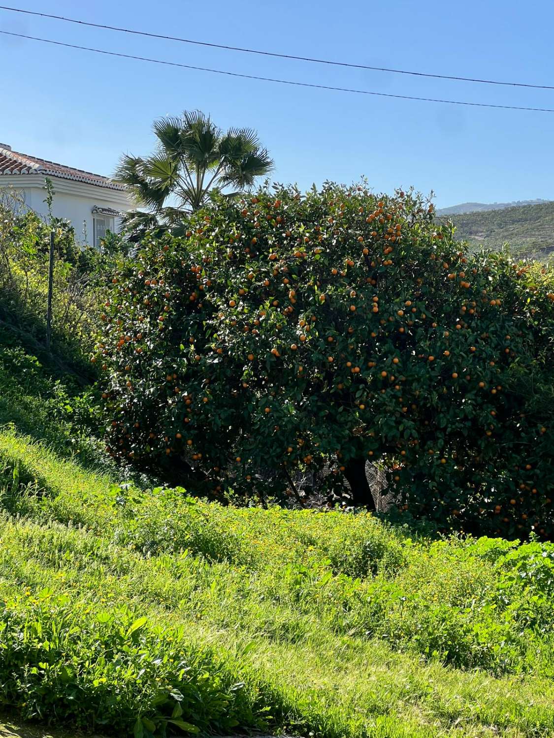 Finca en venta en Vélez-Málaga