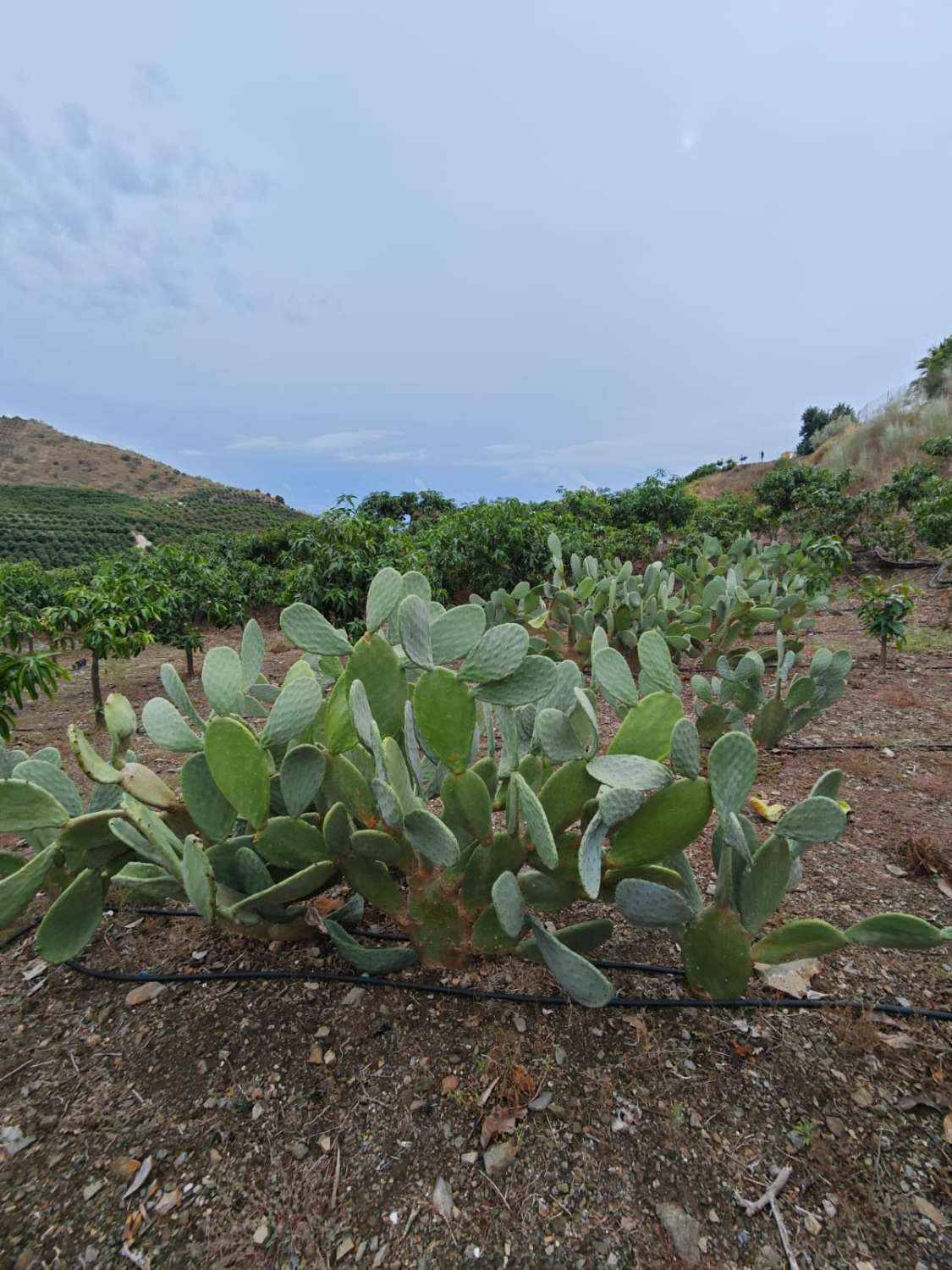 Rustieke finca met zeezicht in Benajarafe