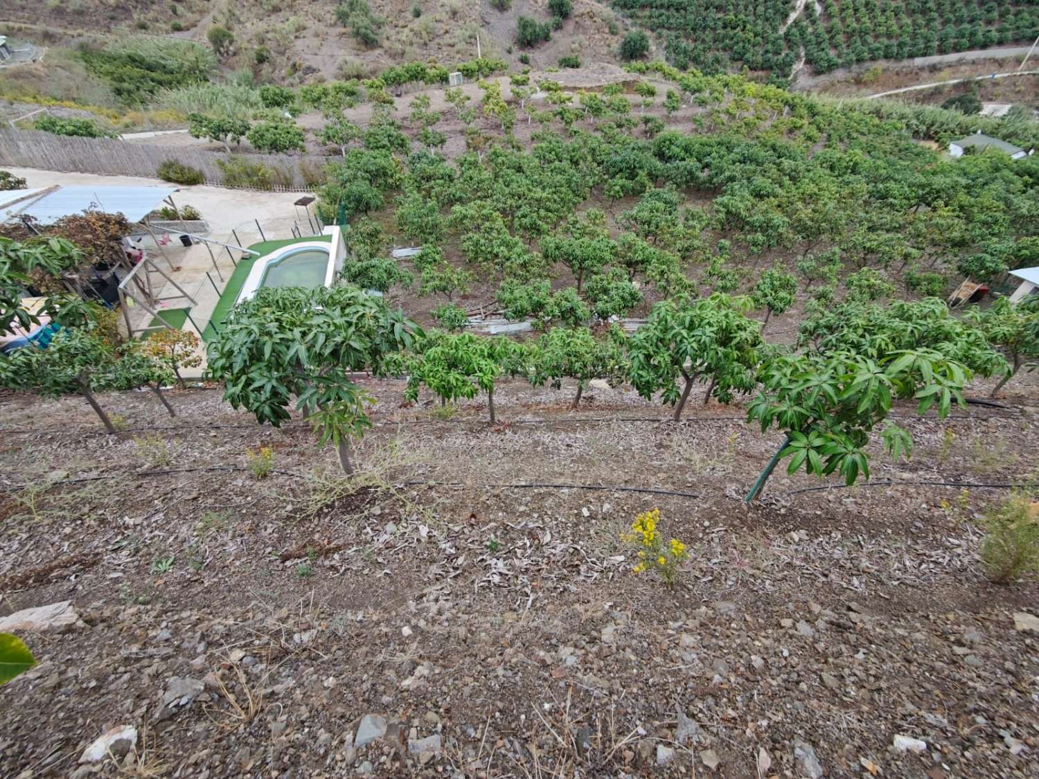 Rustieke finca met zeezicht in Benajarafe