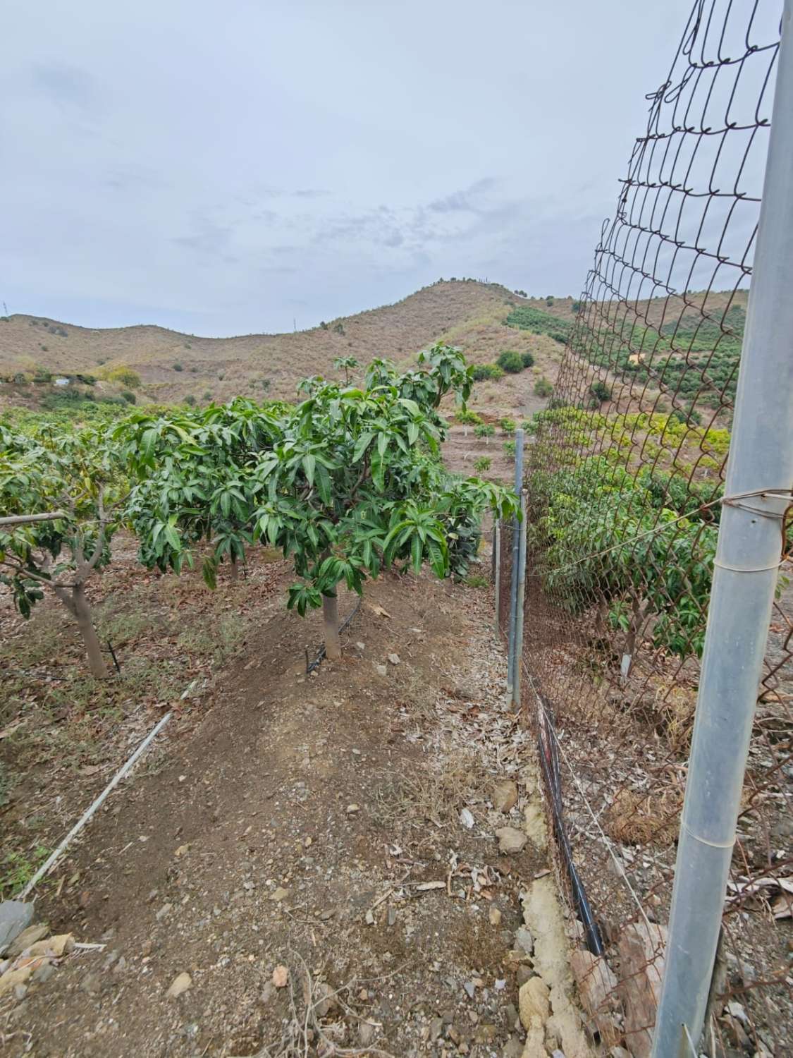 Rustieke finca met zeezicht in Benajarafe