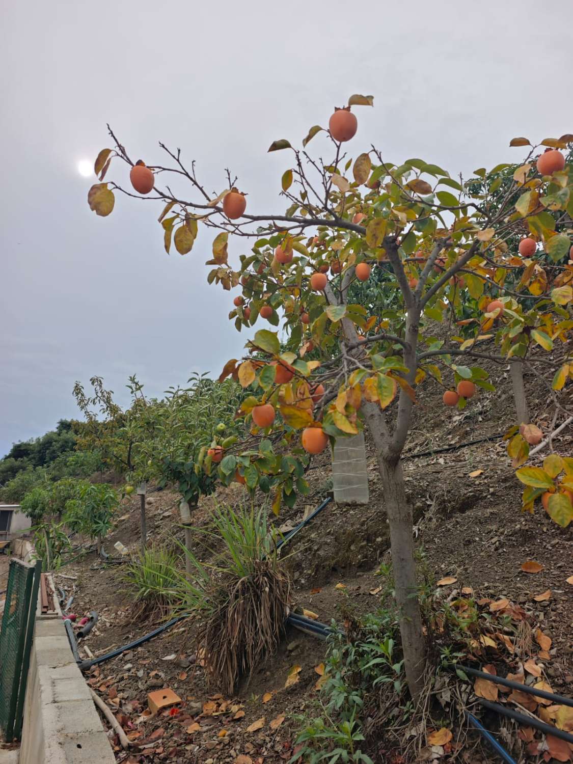 Rustieke finca met zeezicht in Benajarafe