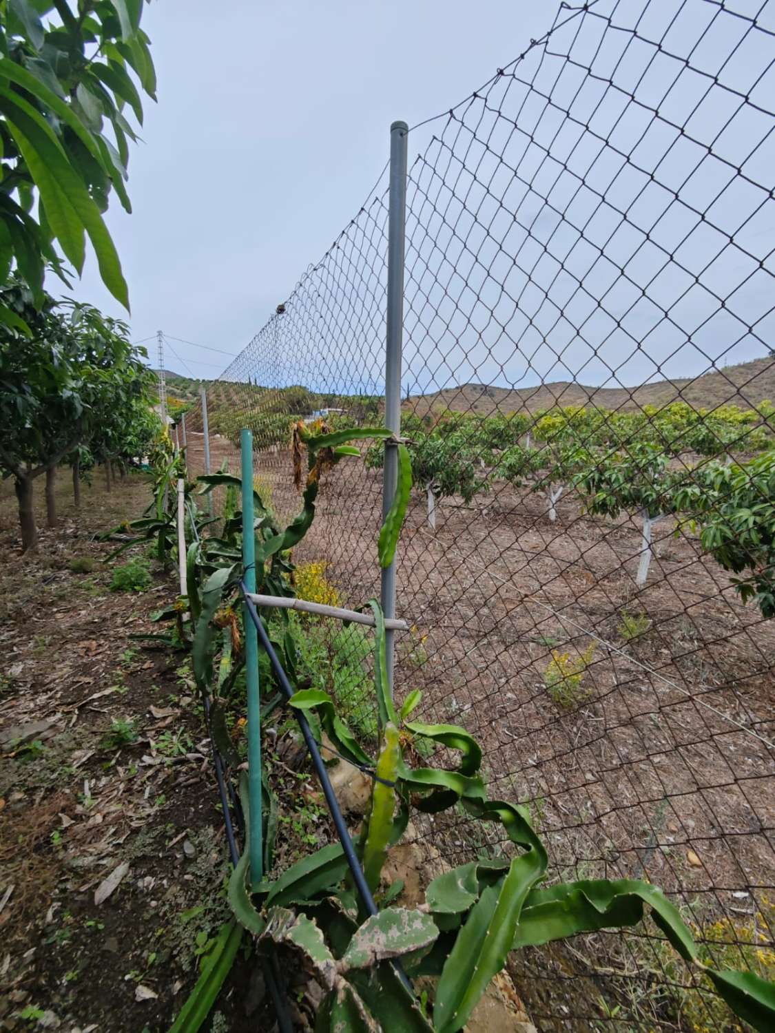Rustieke finca met zeezicht in Benajarafe