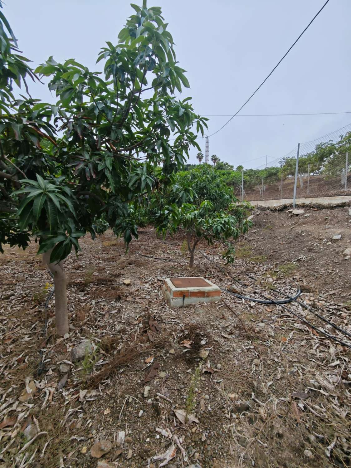 Rustieke finca met zeezicht in Benajarafe