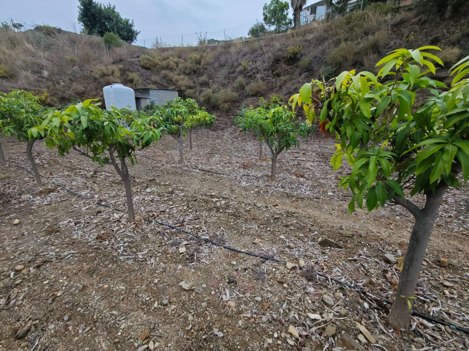 Rustieke finca met zeezicht in Benajarafe