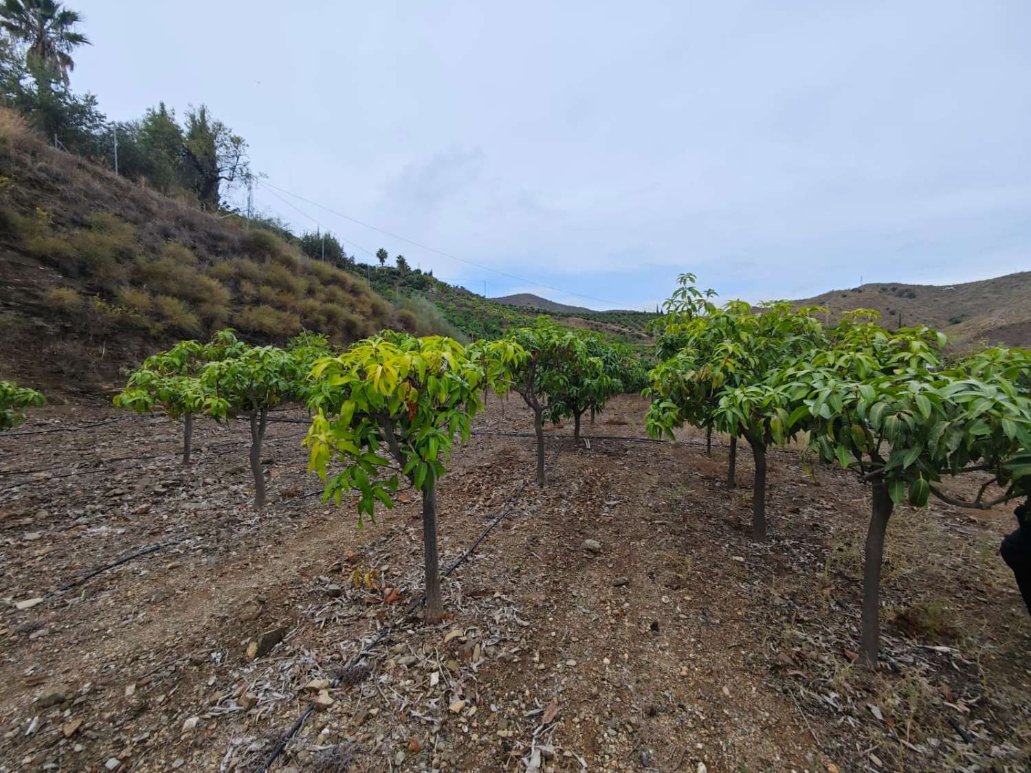 Rustieke finca met zeezicht in Benajarafe