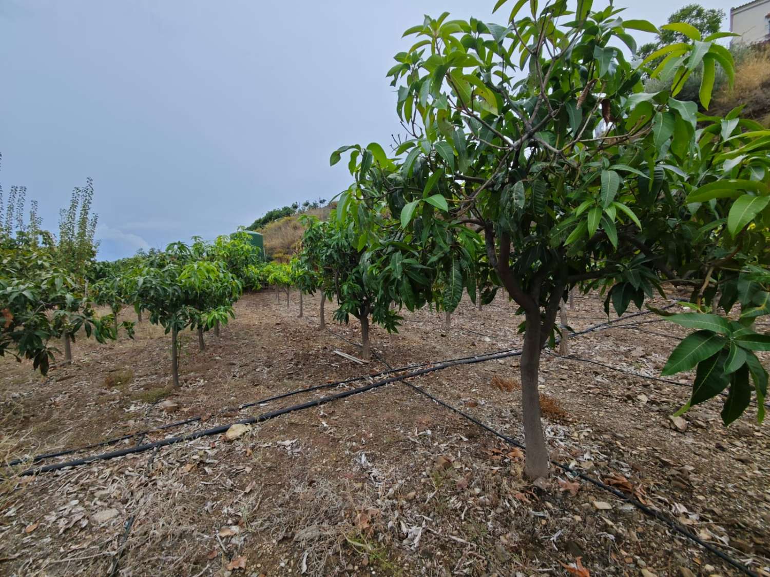 Rustieke finca met zeezicht in Benajarafe
