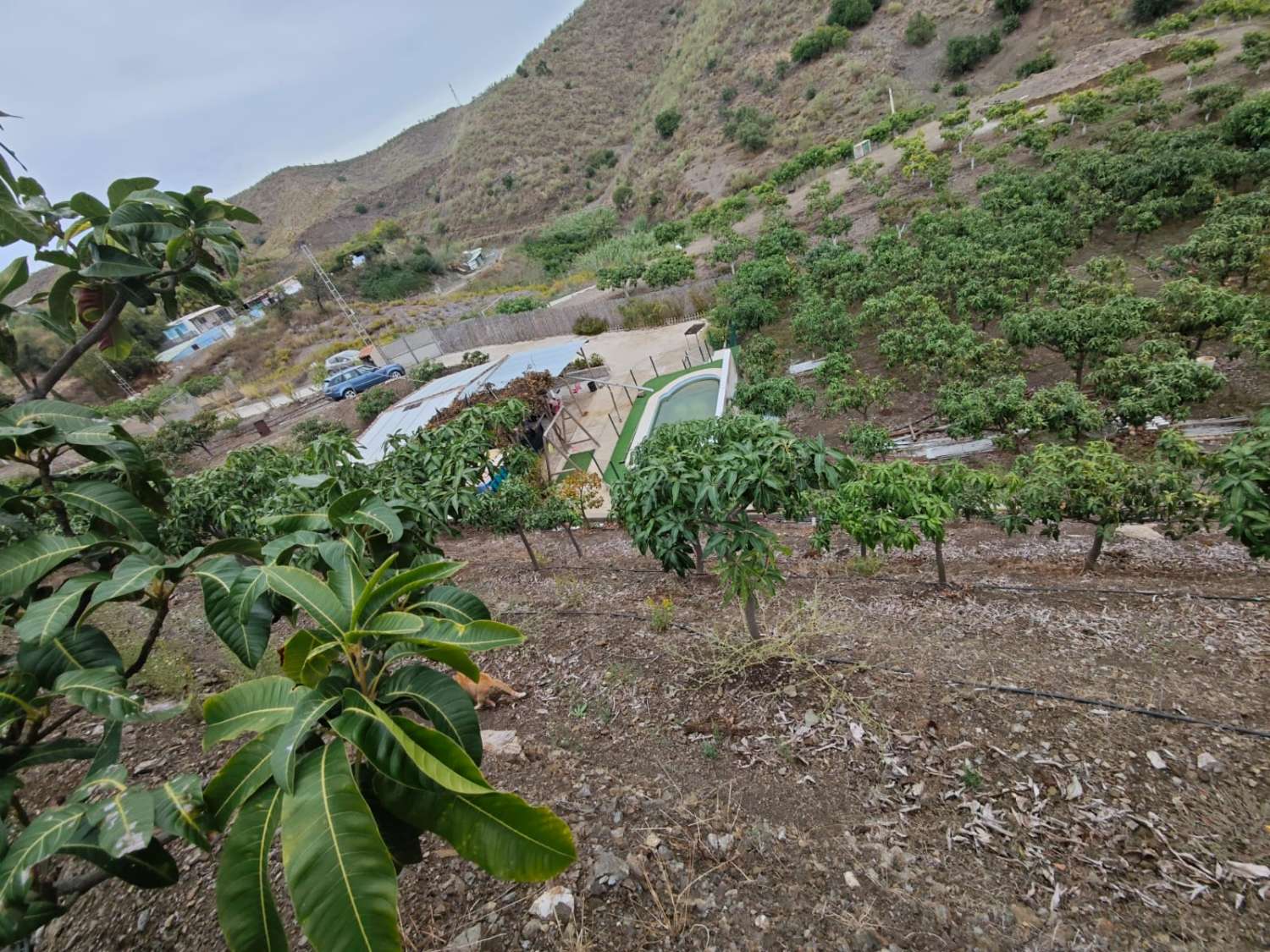 Rustieke finca met zeezicht in Benajarafe