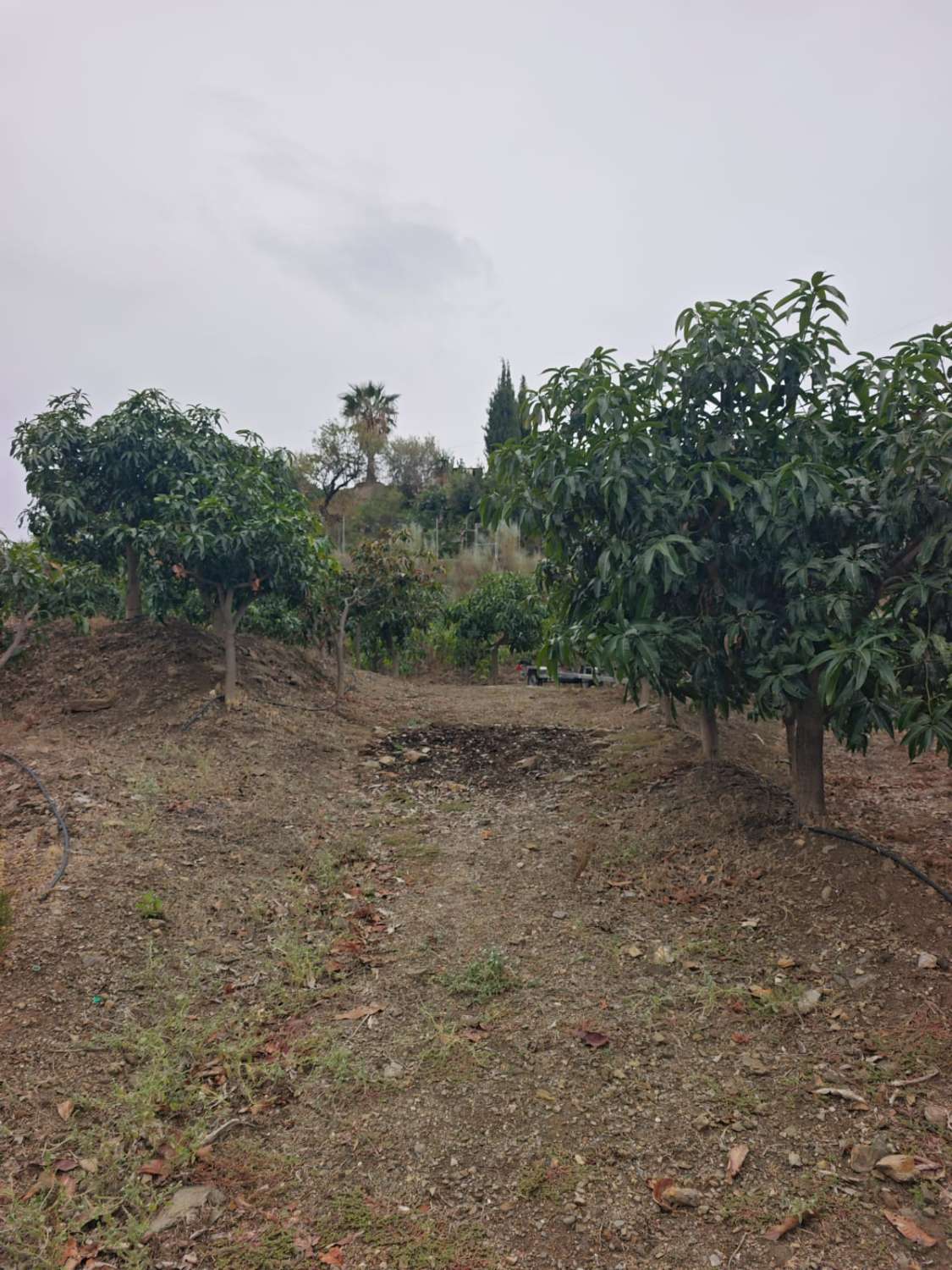 Rustieke finca met zeezicht in Benajarafe