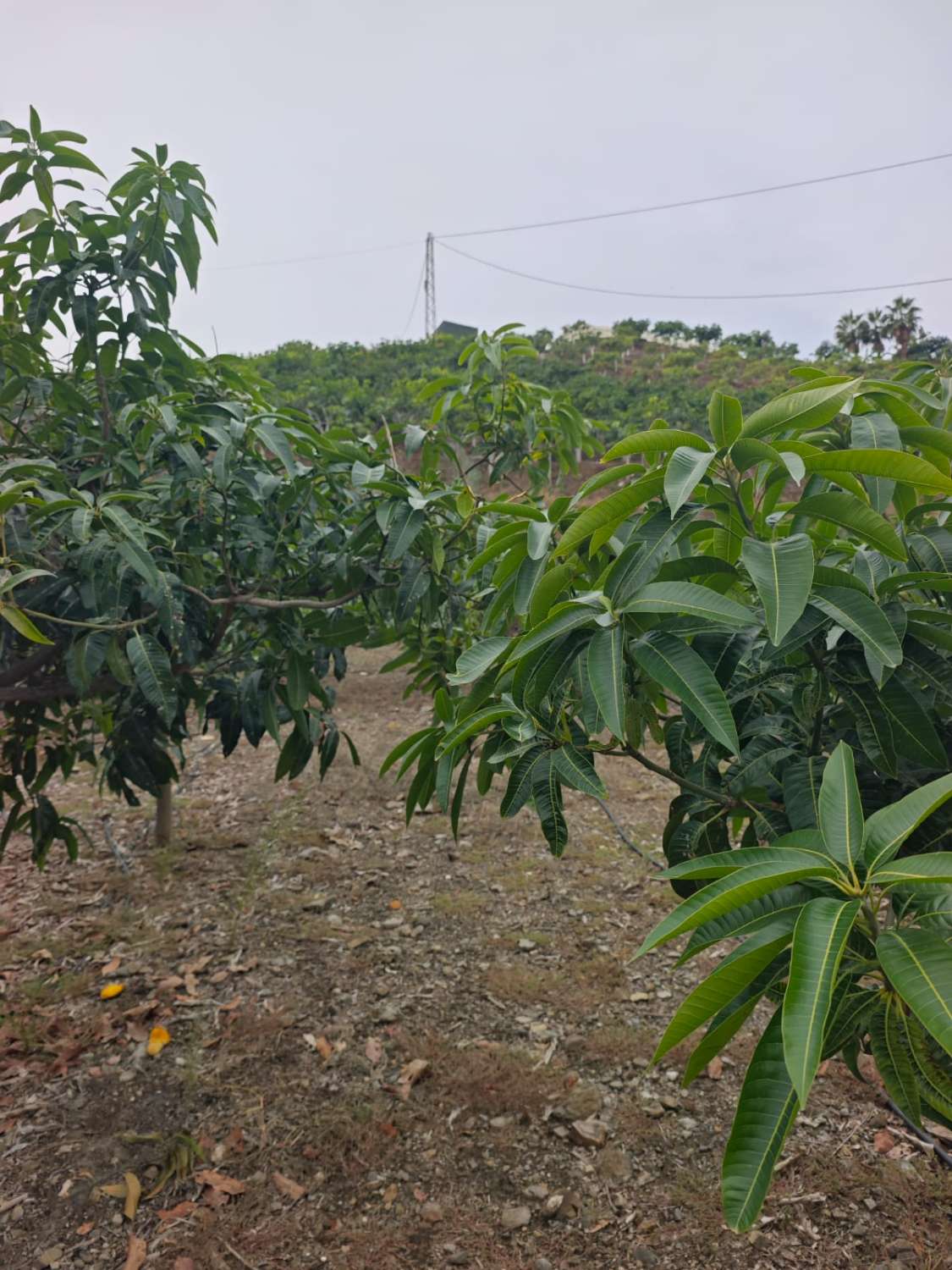 Rustieke finca met zeezicht in Benajarafe