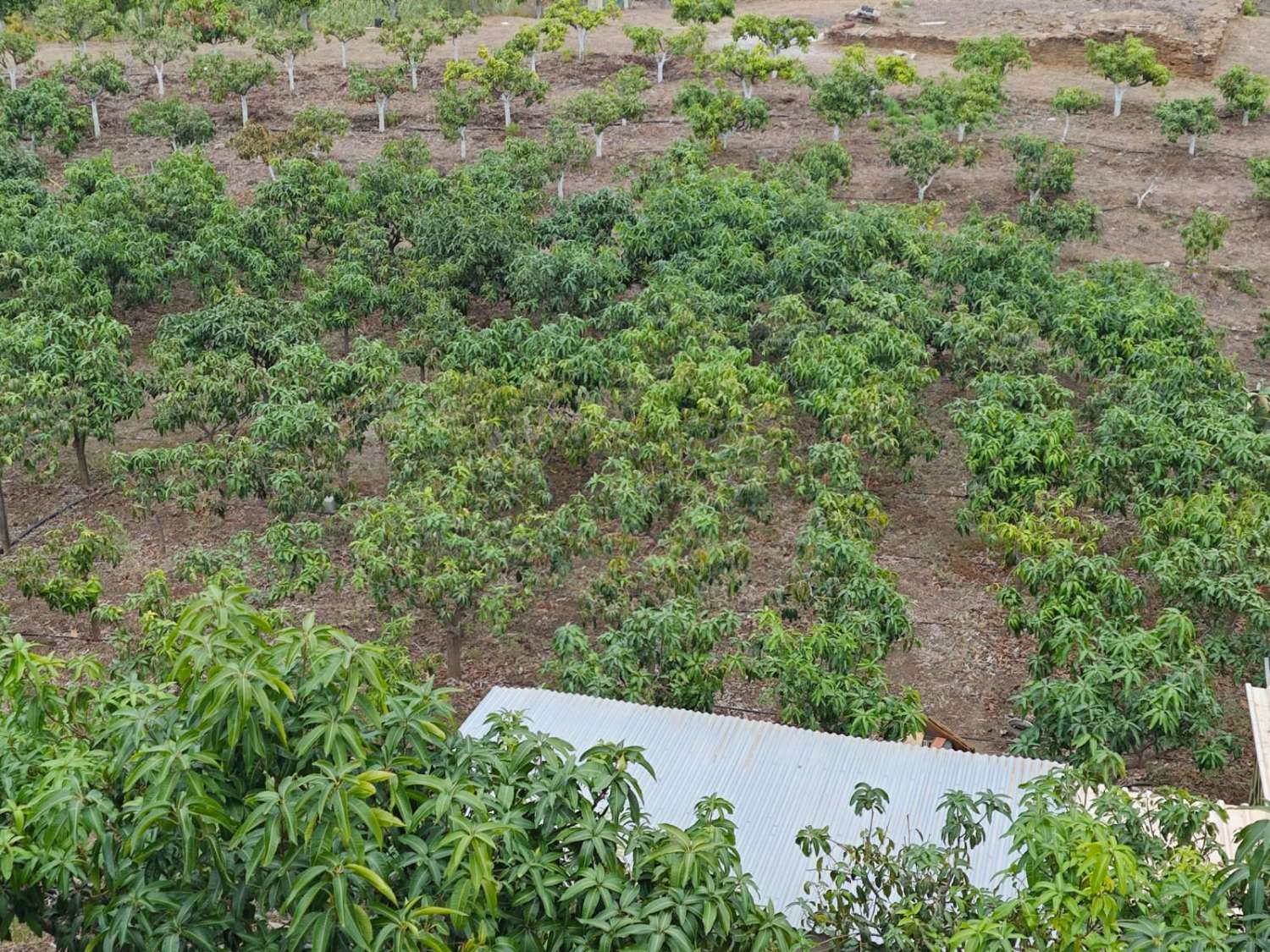Rustieke finca met zeezicht in Benajarafe